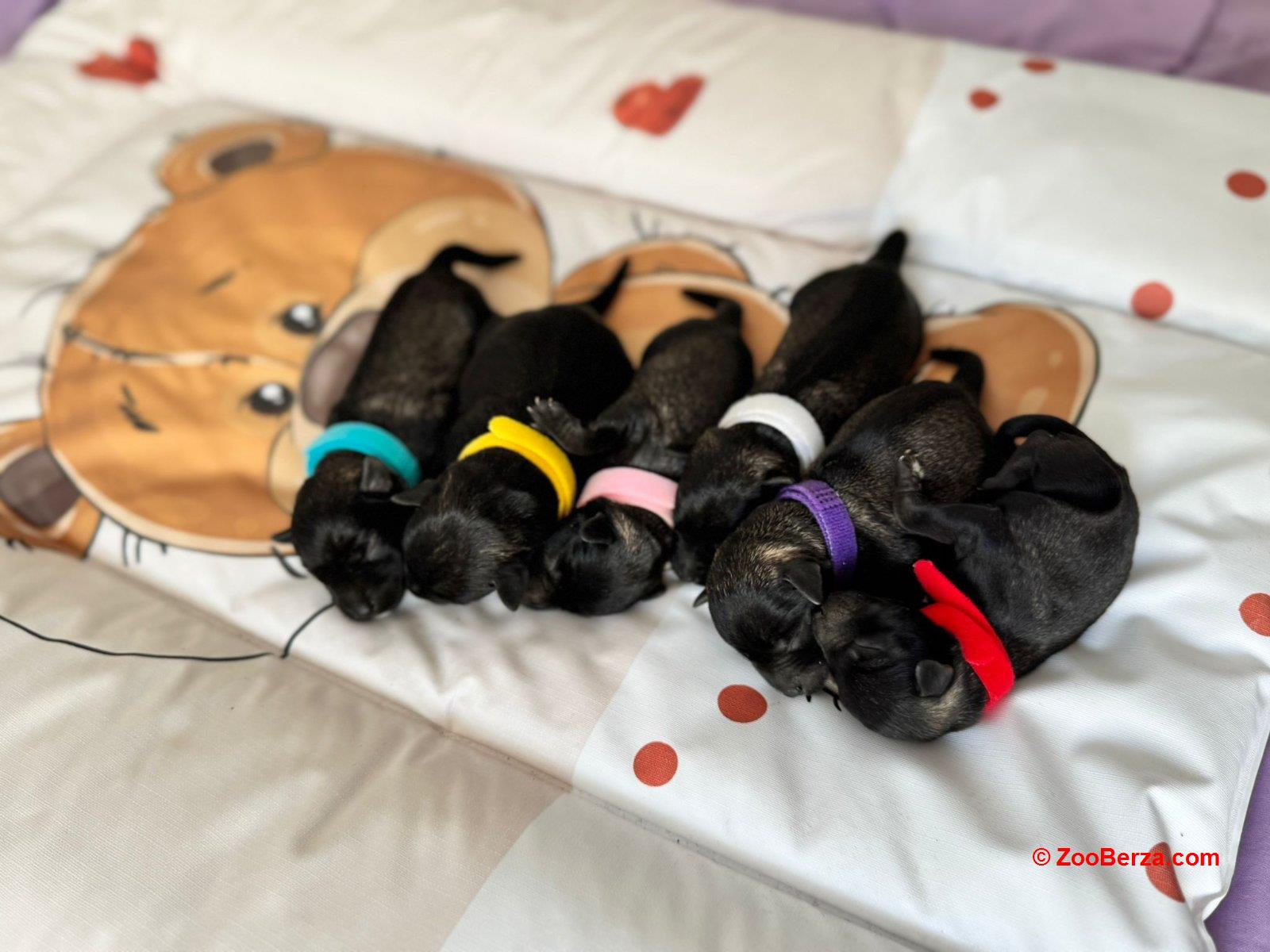 Patuljasti Snaucer prelepi stenci