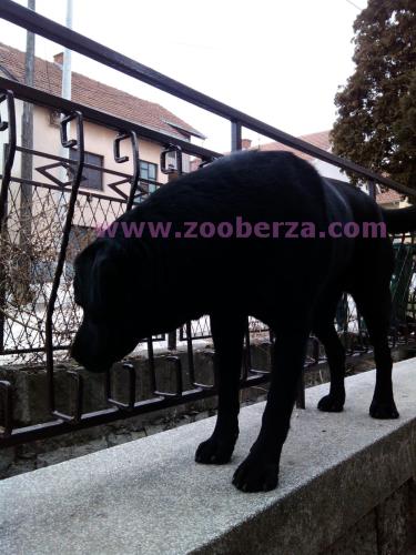 Labrador Leo