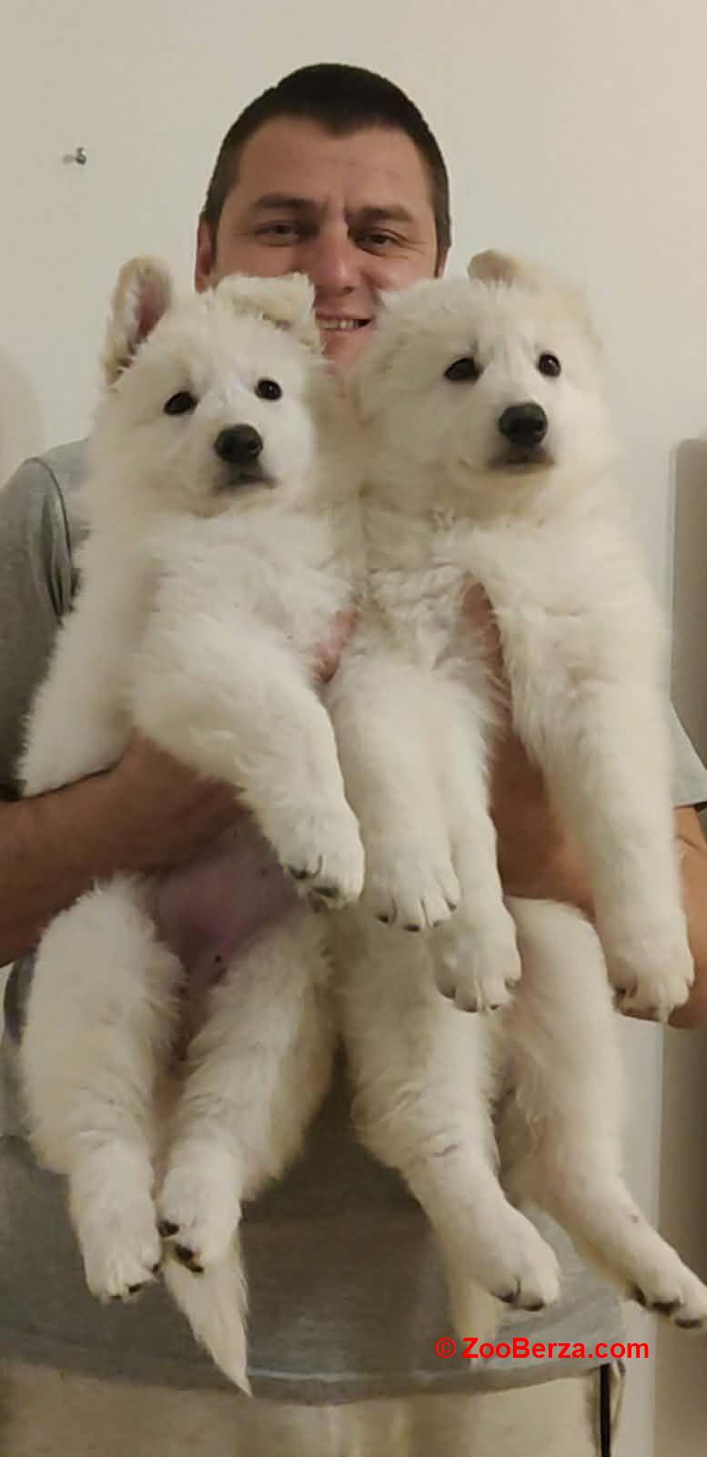 Beli švajcarski ovčar štenci