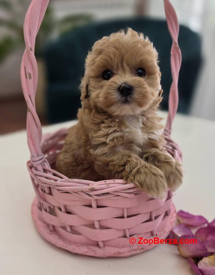 Preslatki maleni MALTIPOO stenci