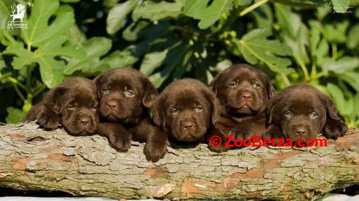 Labrador Retriver štenci