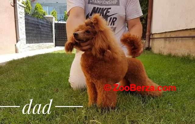 Crvena mini patuljasta pudla