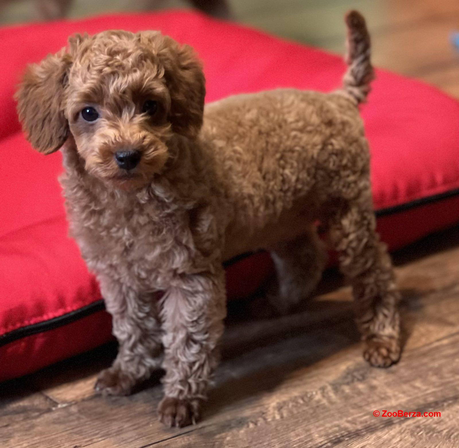 Toy Pudle na prodaju