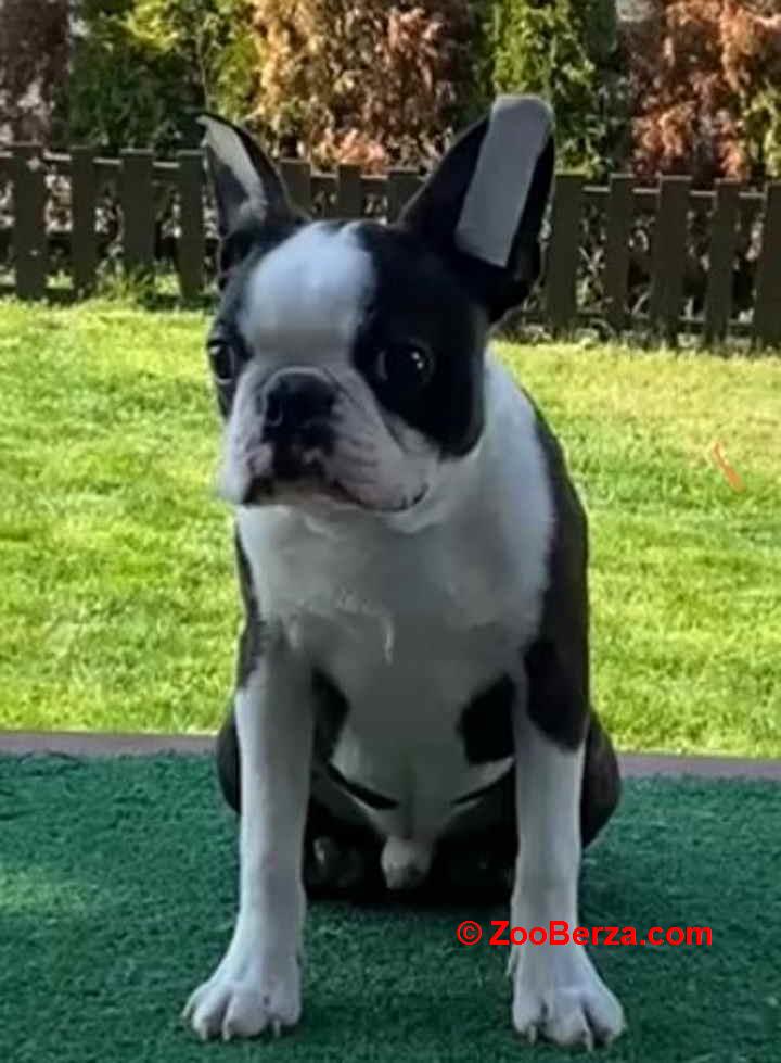 Dostupno muško štene Boston terijera 