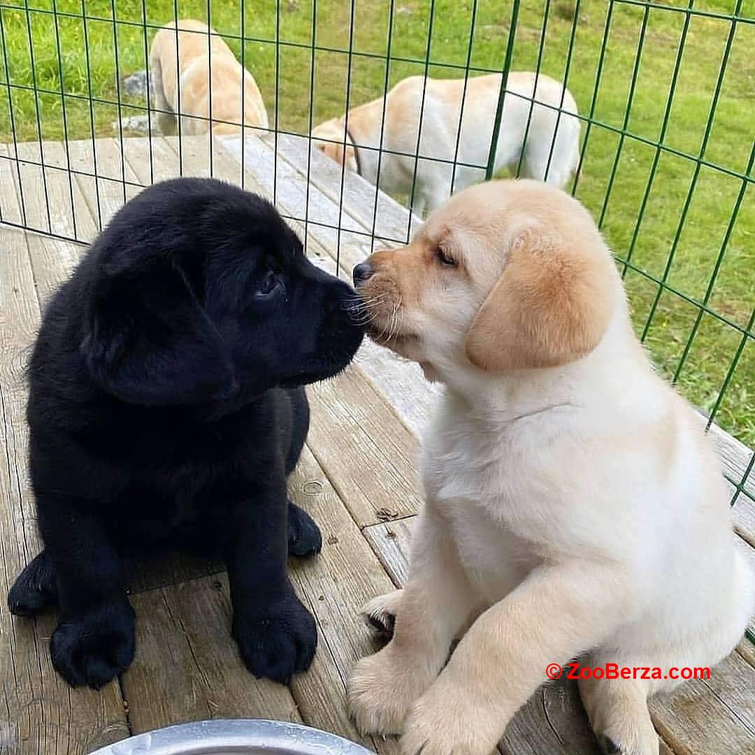 Prekrasni štenci labradorskog retrivera