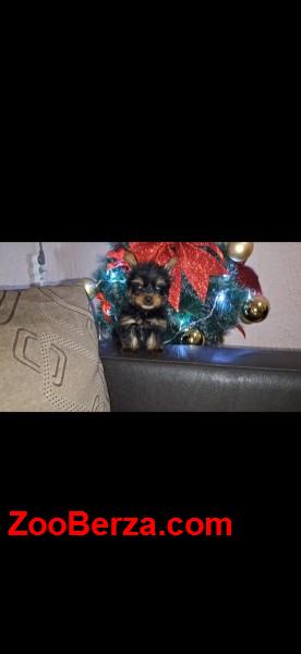 Jorksirski terijer stenci