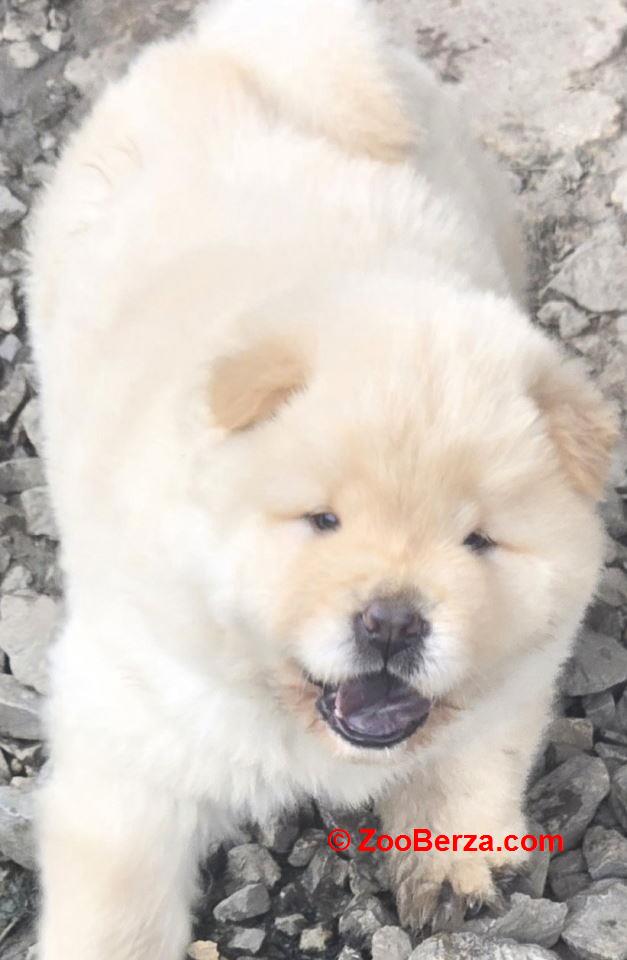 Chow chow prelepi krem stenci 