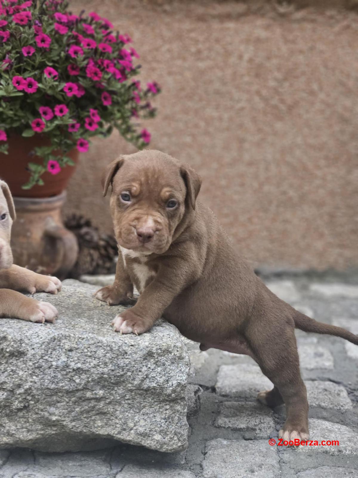 American Bully XL, Američki Buli štenci