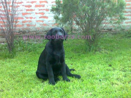 Labrador retriver -obucena zenka 4,5 meseci