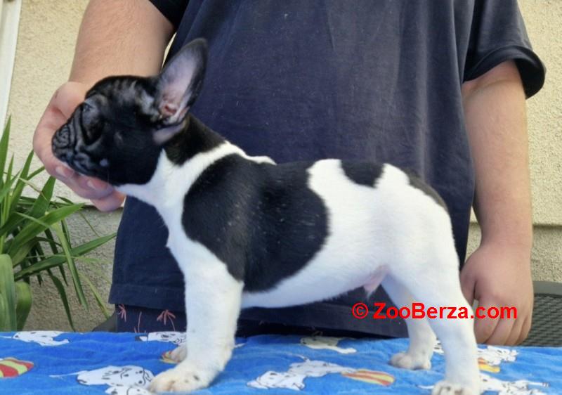 Francuski buldog štenci