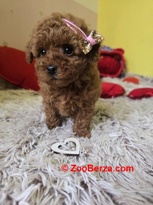 Preslatki štenci CRVENE TOY PUDLE