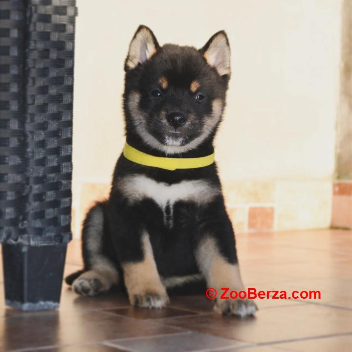 Shiba Inu štenci