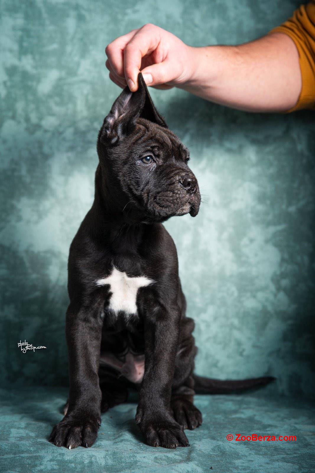 Cane Corso stenad