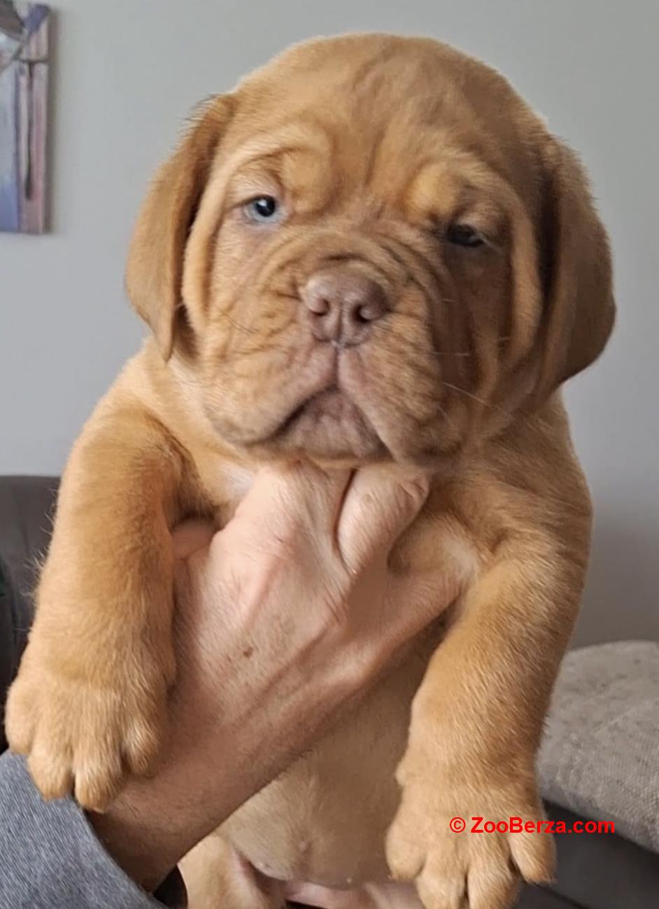 Bordoška Doga prelepi štenci