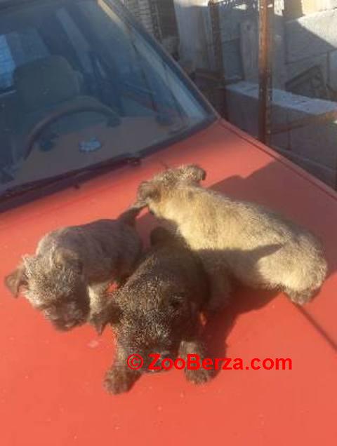 Kern terijer štenci