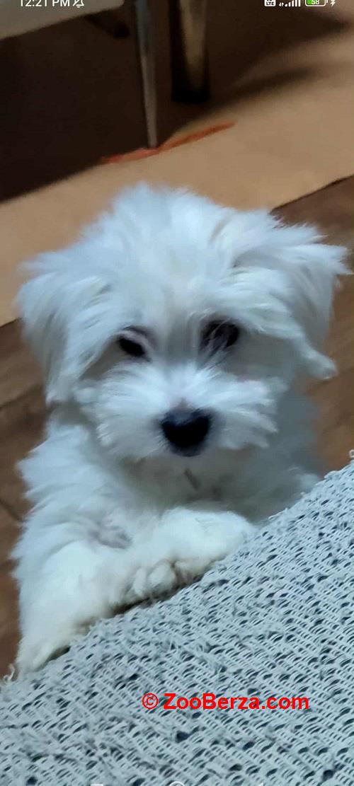 Coton de Tulear 