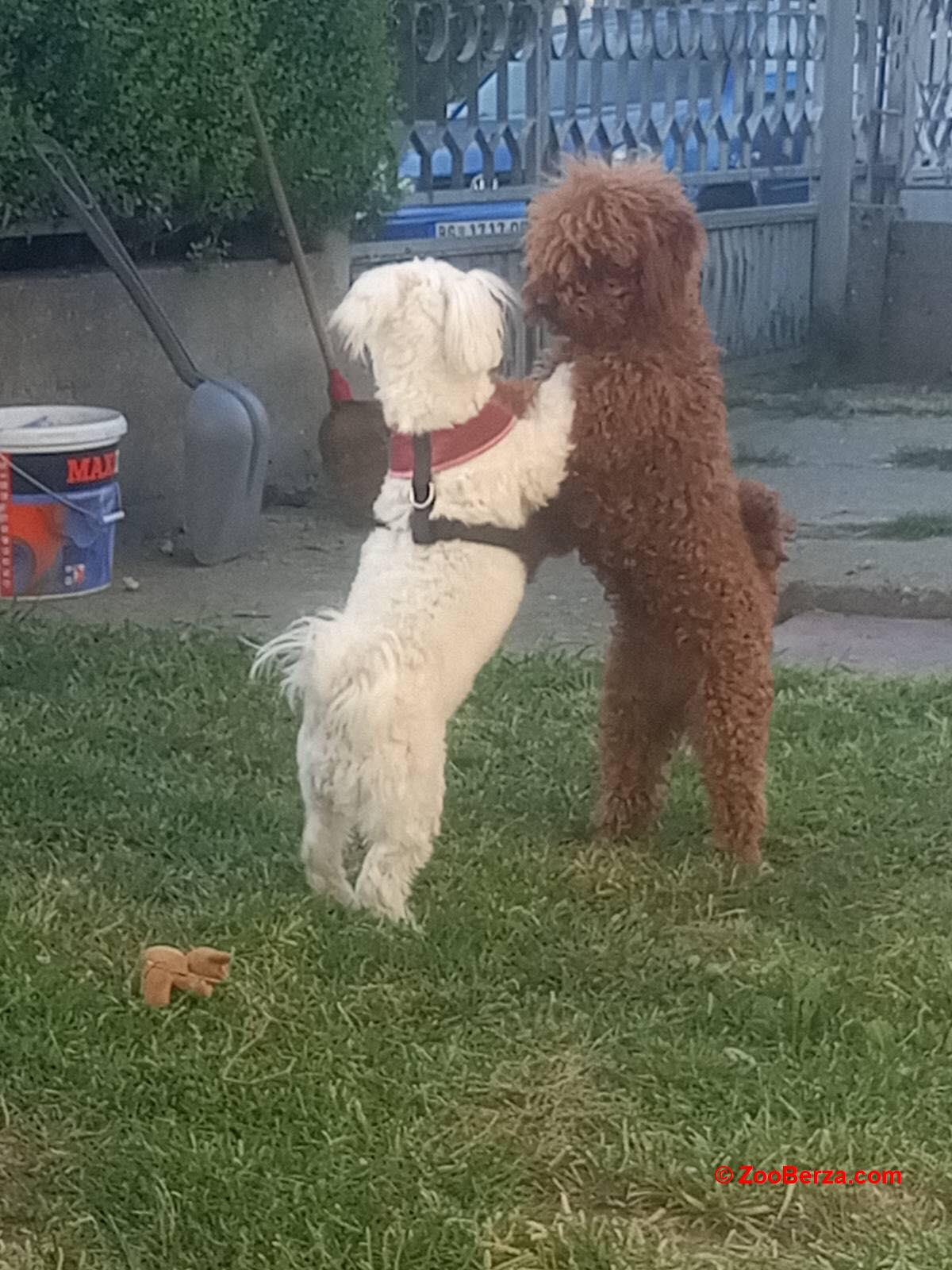 Maltipoo prelepi štenci