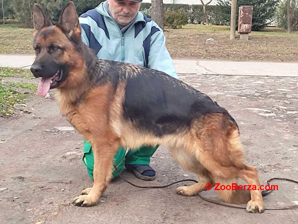 Rezervacija štenadi NEMAČKOG OVČARA 