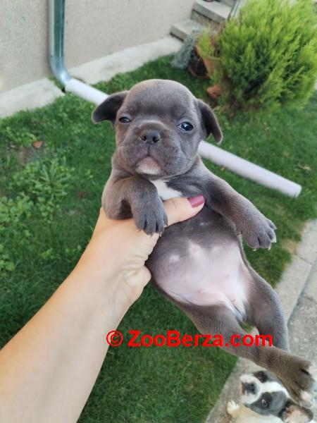 Francuski buldog štenci