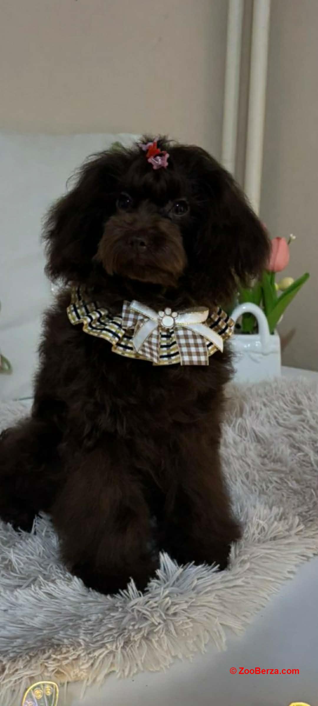 Toj pudle braon, ženke