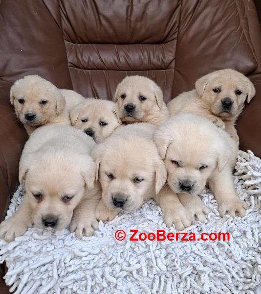 Labrador retriver štenci bele boje 