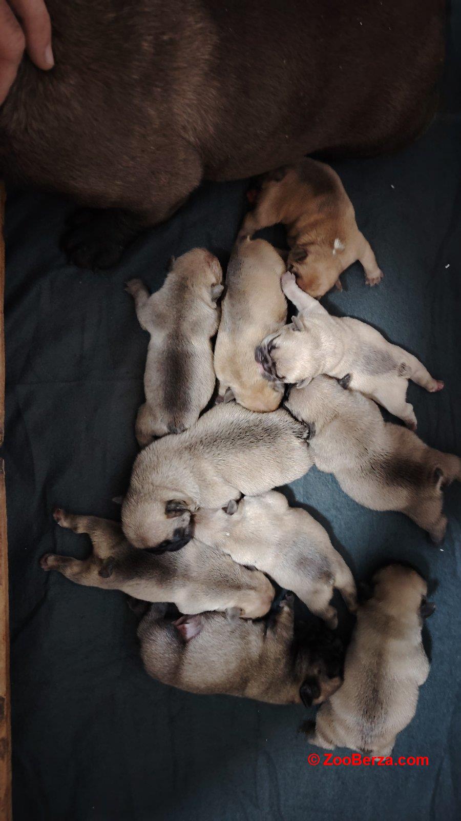 Francuski Buldog prelepi štenci