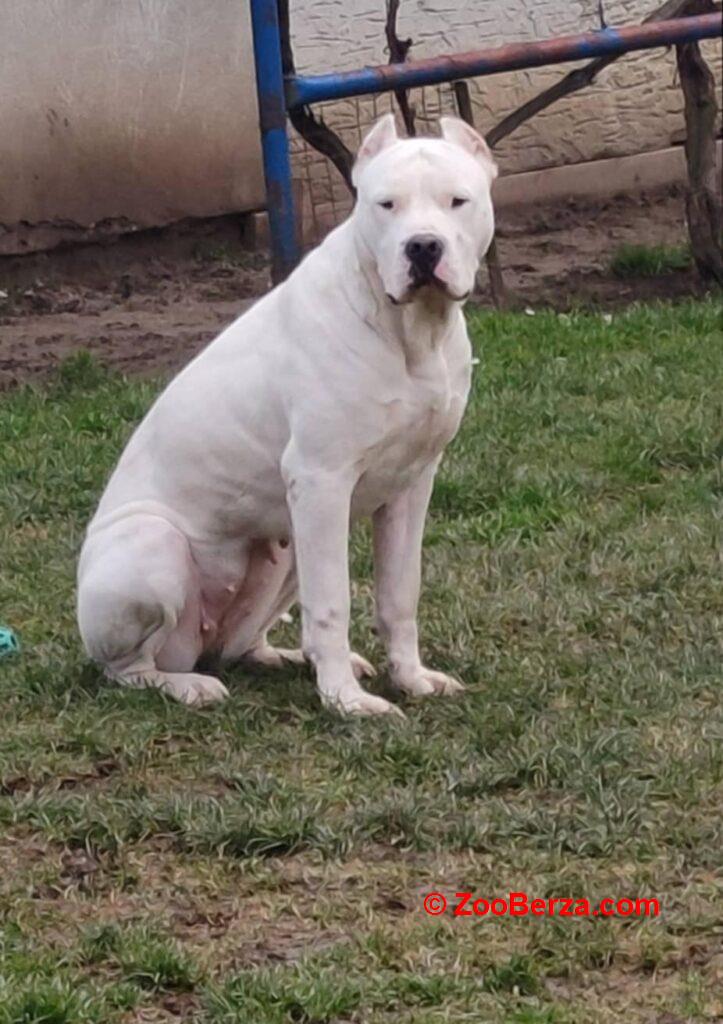 Dogo Argentino štenci