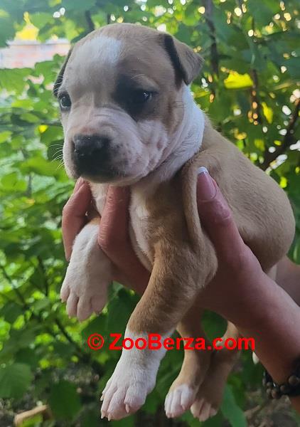 Pitbull štenci 