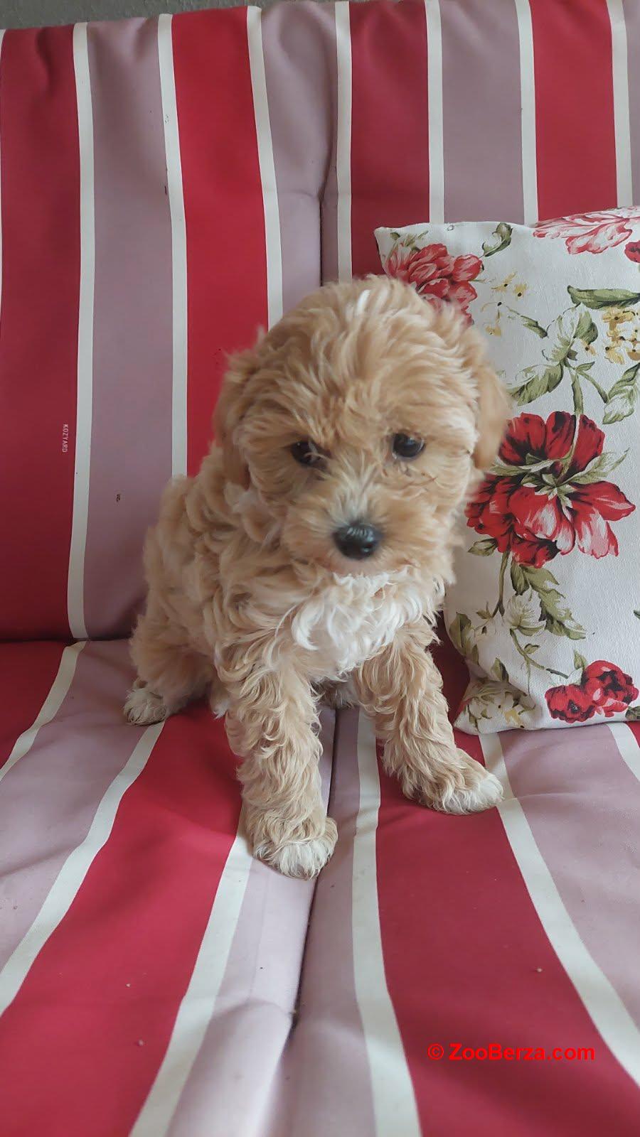 Maltipoo prelepi štenci