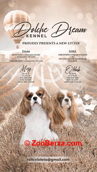 Kavalijer španijel kralja Čarlsa