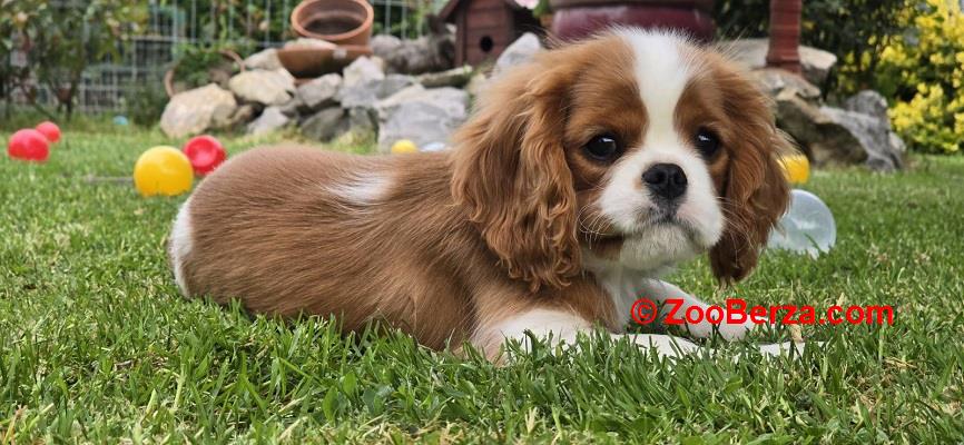 Cavalir king Charles spaniel štene vrhunskog kvaliteta