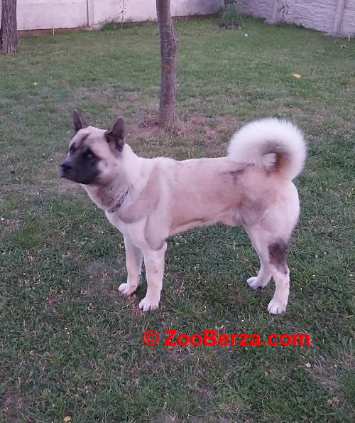 Američka akita, parenje 