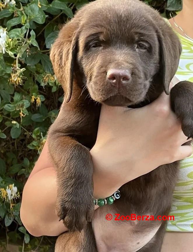 Zlatni retriver i Labrador štenci