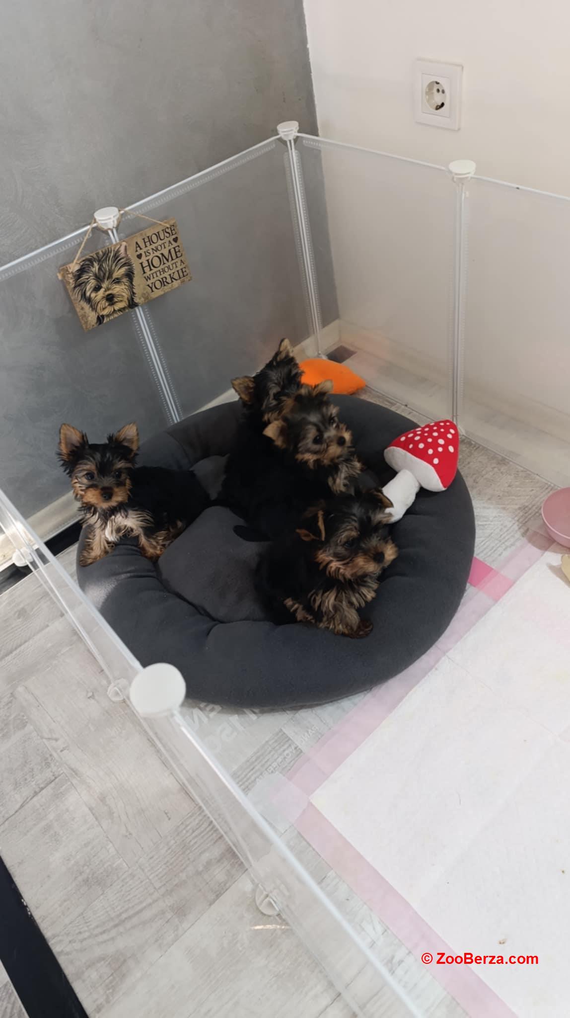 Jorksijski terijer prelepi stenci