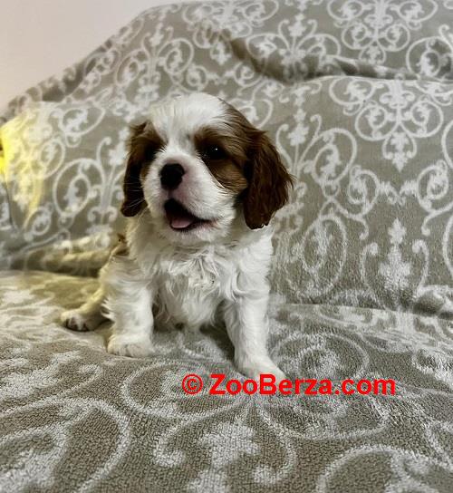 Kavalijer španijel kralja Čarlsa