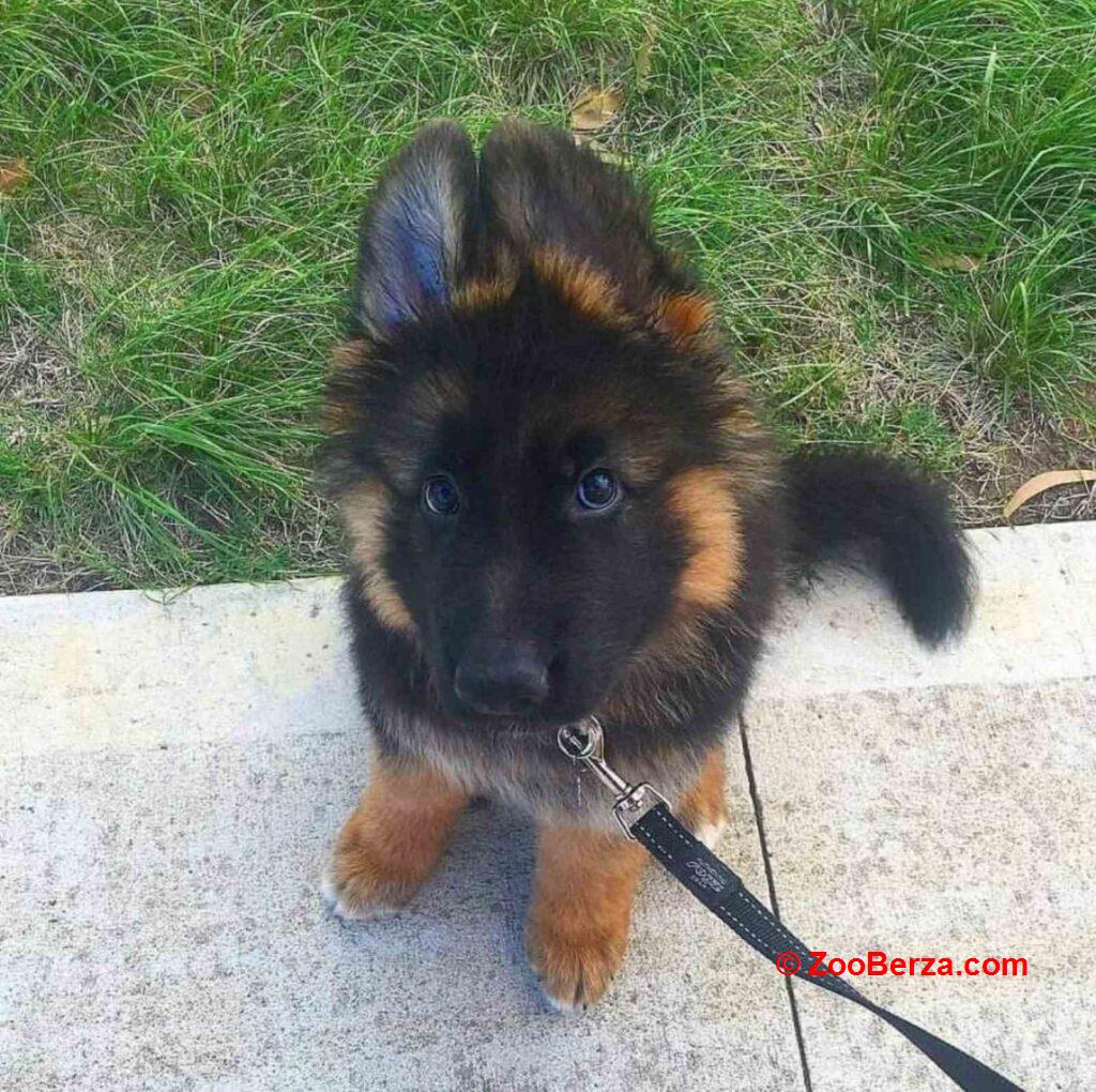 Nemacki ovcar prelepi stenci