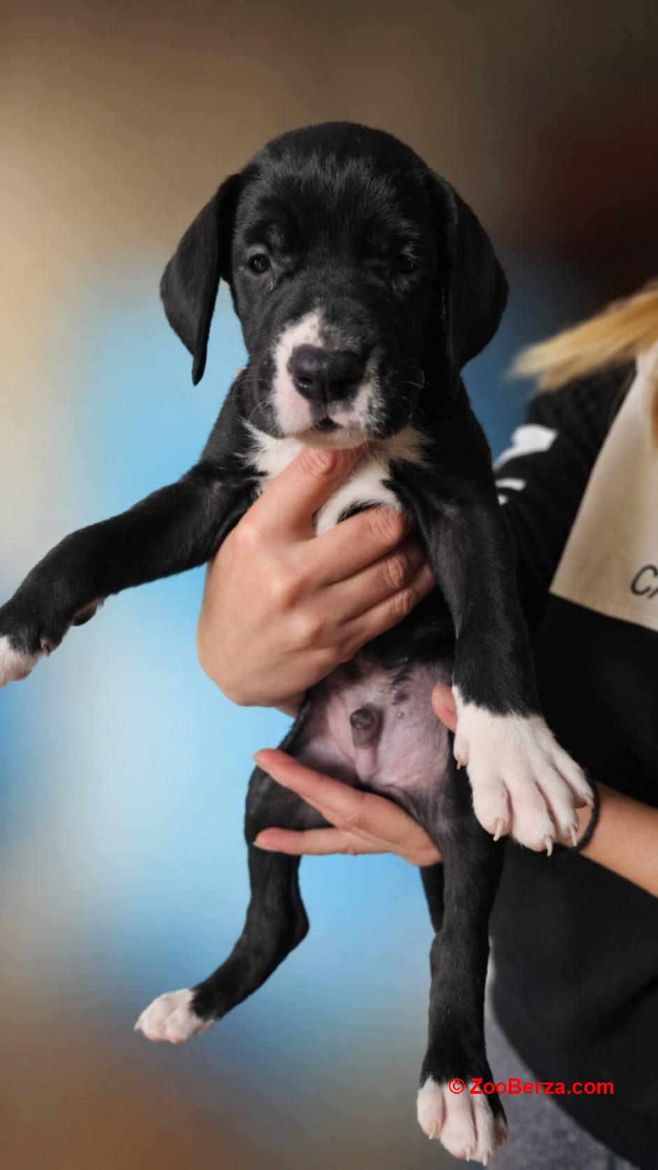 Nemacka Doga prelepi stenci