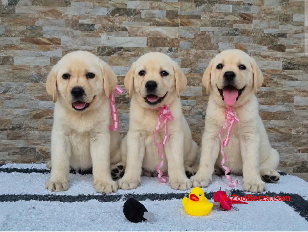 Labrador retriver štenci, prelepi 