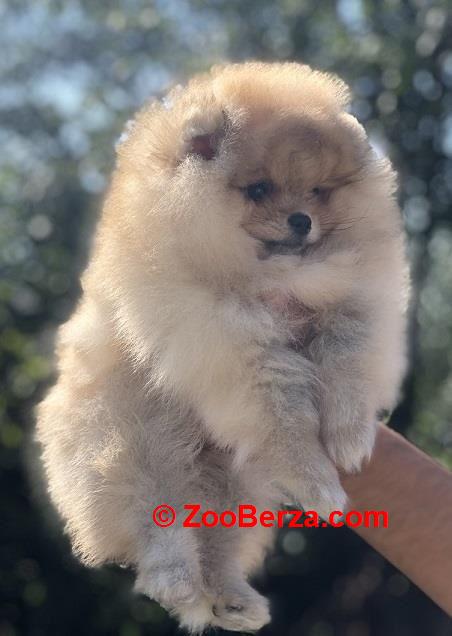 Pomeranski špic,Pomeranac,Pomeranian,Boo štenci