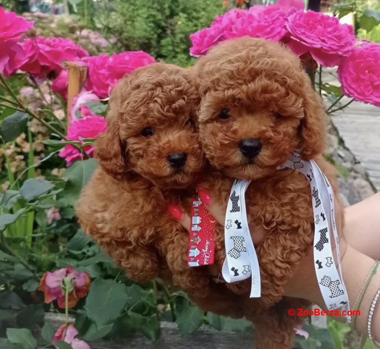 Maltipoo i Toy pudle štenci