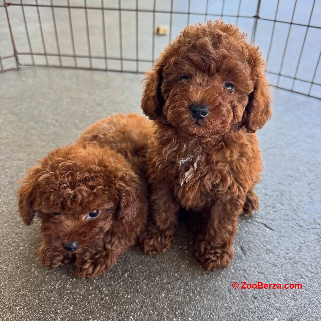 Prekrasni štenci toy pudle dostupni.