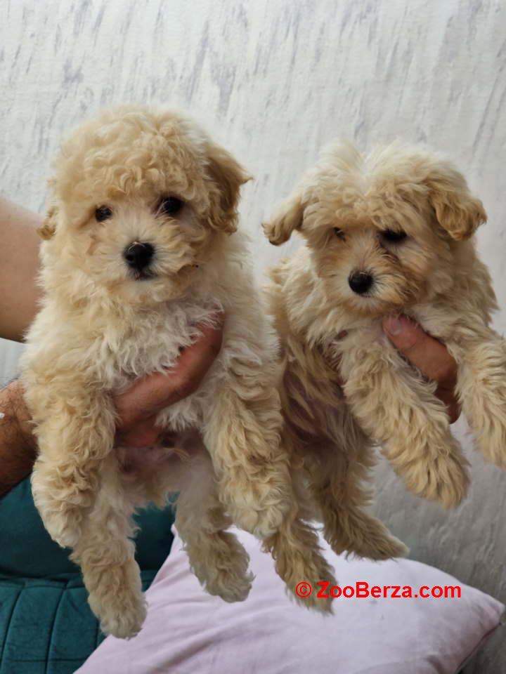 Preslatki maleni MALTIPOO stenci 