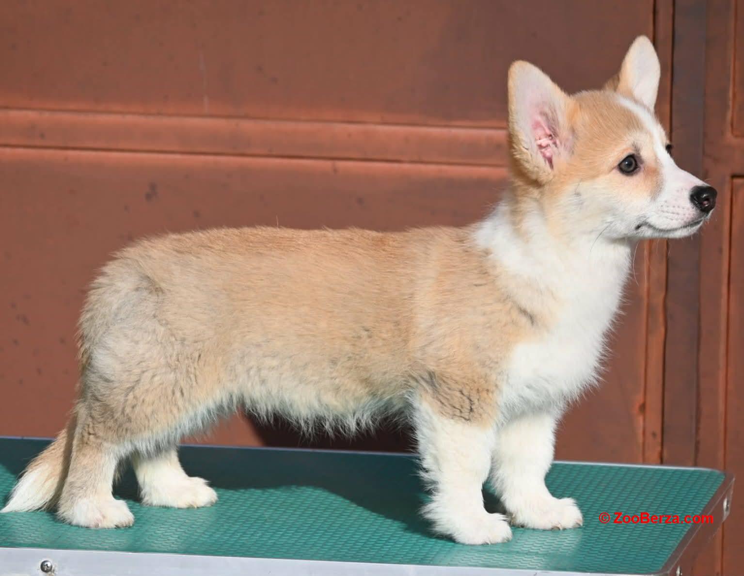 Velski korgi/Welsh Corgi Pembroke štenci