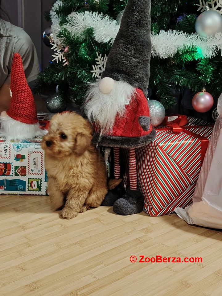 Na prodaju zenska dva steneta, patuljaste pudle, aprikot 