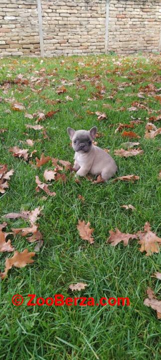 Francuski  buldog štenci egzotičnih boja