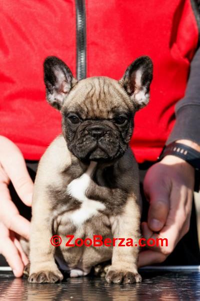 Francuski buldog,visokokvalitetno musko stene