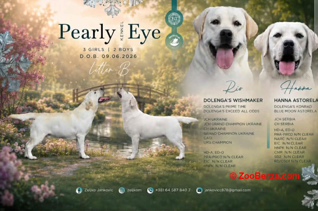 Labrador retriver štenci, prelepi 