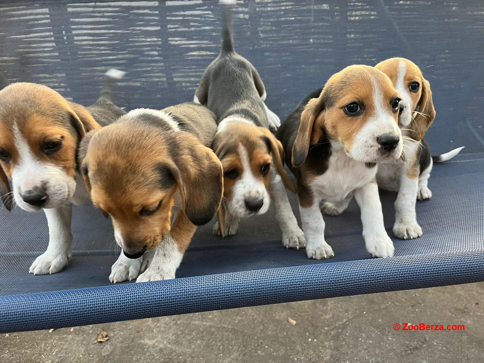 Štenci Bigla - Dva mužjaka i dve ženkice 🐶