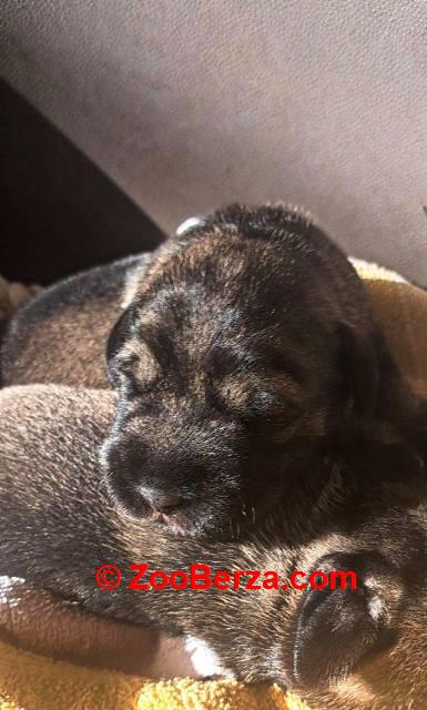 Srednji šnaucer, štenci