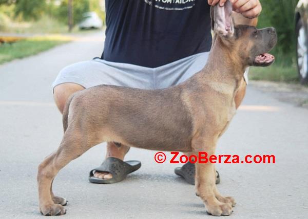 Cane Corso vrhunski štenci